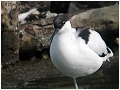 avocet, avocets, british-1